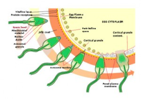 Diagram of how sperm penetration